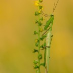 Mantis religiosa, 1.0 adult