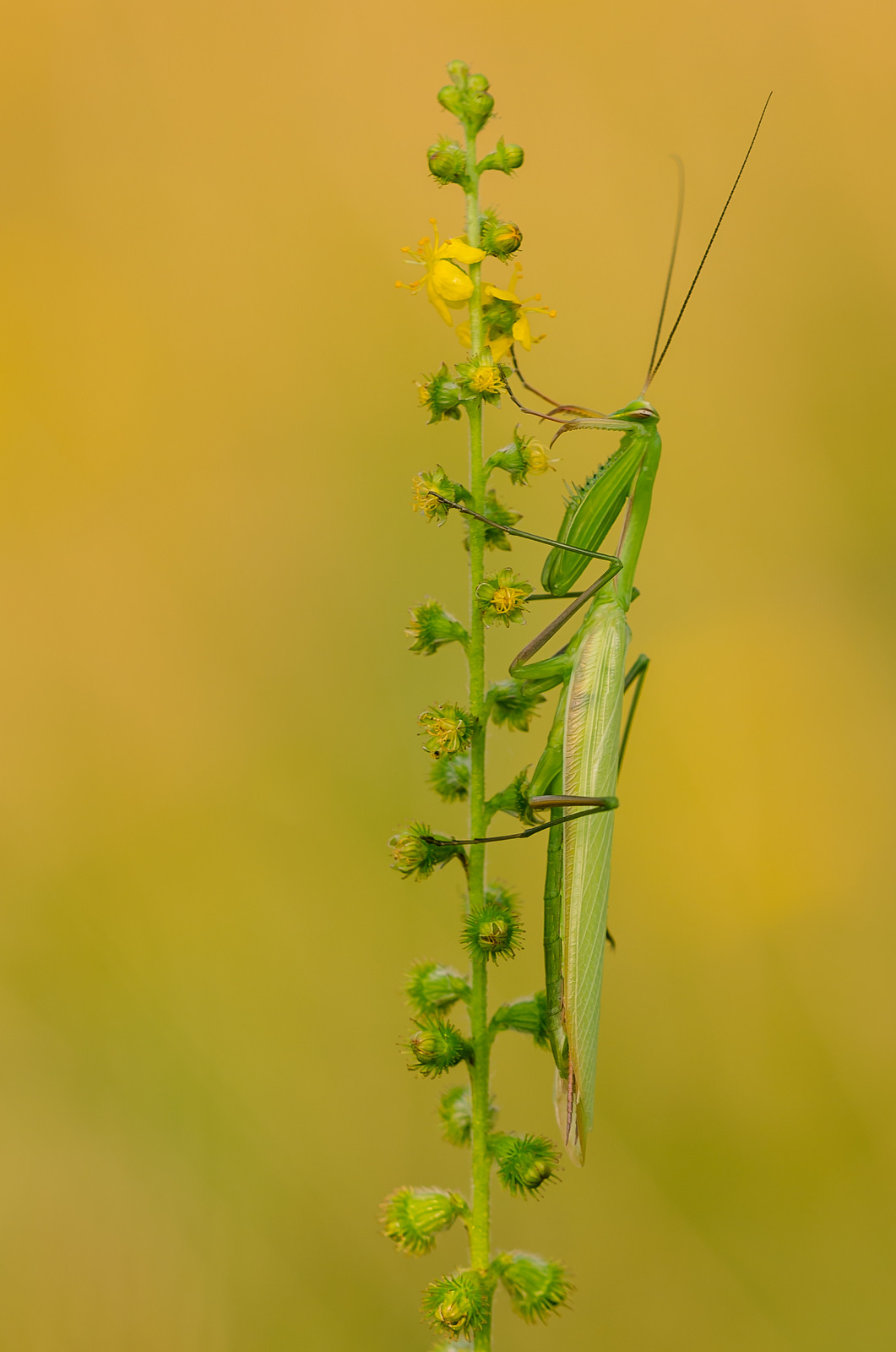 Mantis religiosa, 1.0 adult