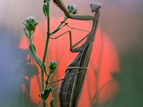 Mantis religiosa