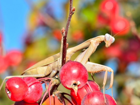 Sphodromantis viridis