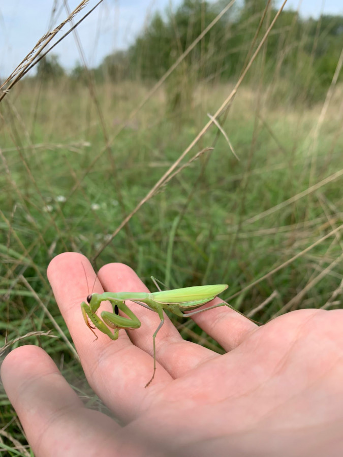 Mantis Religiosa Grün 2