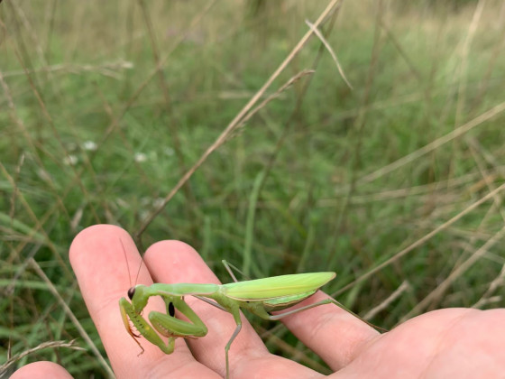 Mantis Religiosa Grün 2