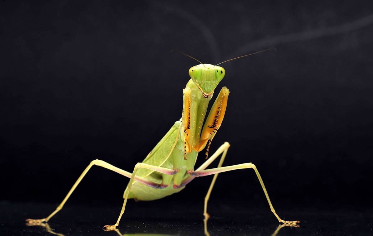 Sphodromantis lineola