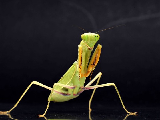 Sphodromantis lineola