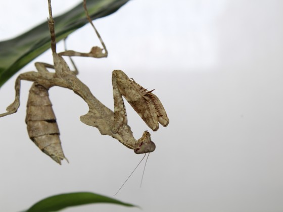 Deroplatys lobata weiblich, presubadult