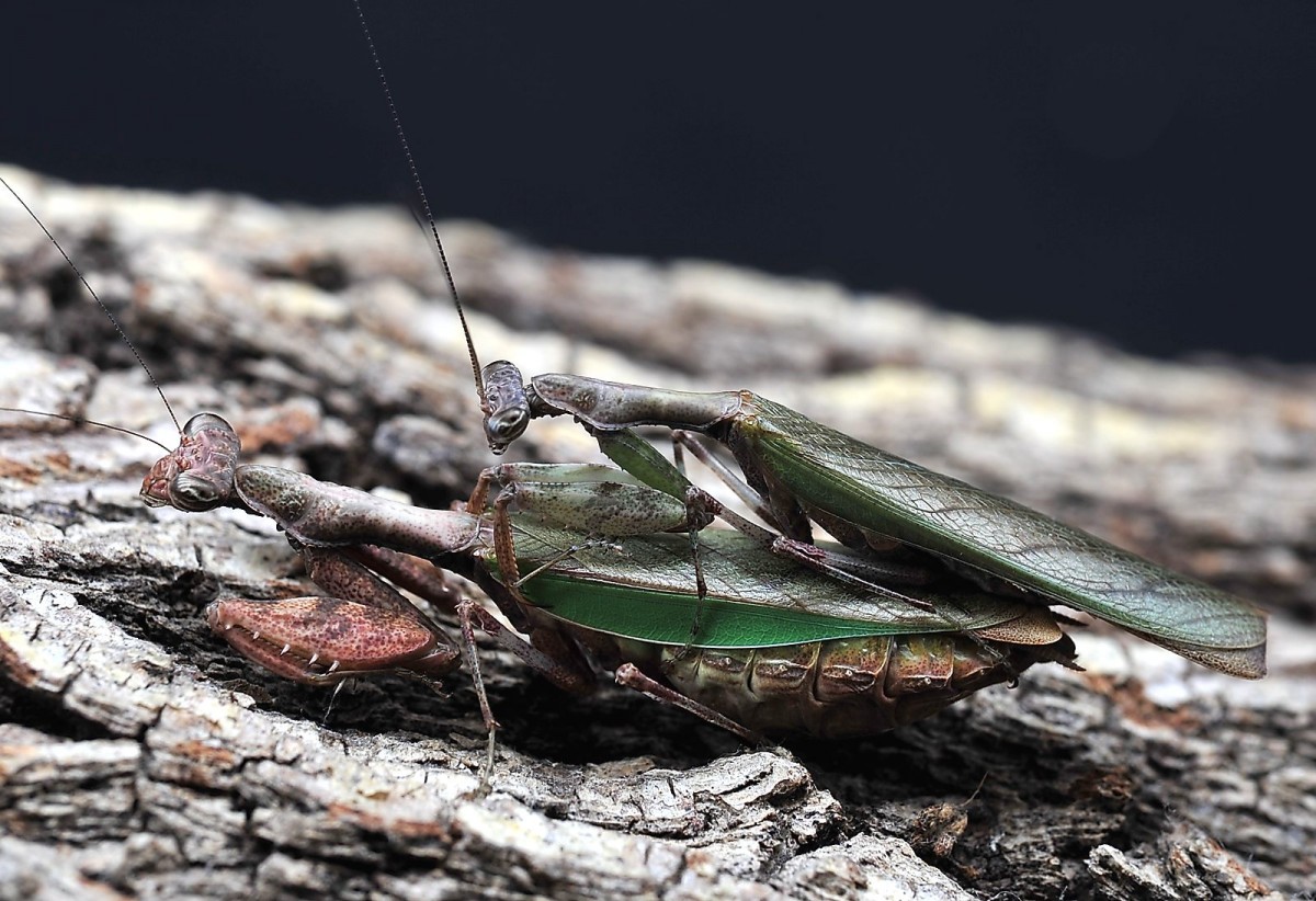 Acromantis formosana