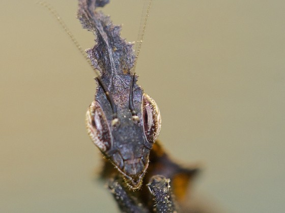 Phyllocrania illudens Male