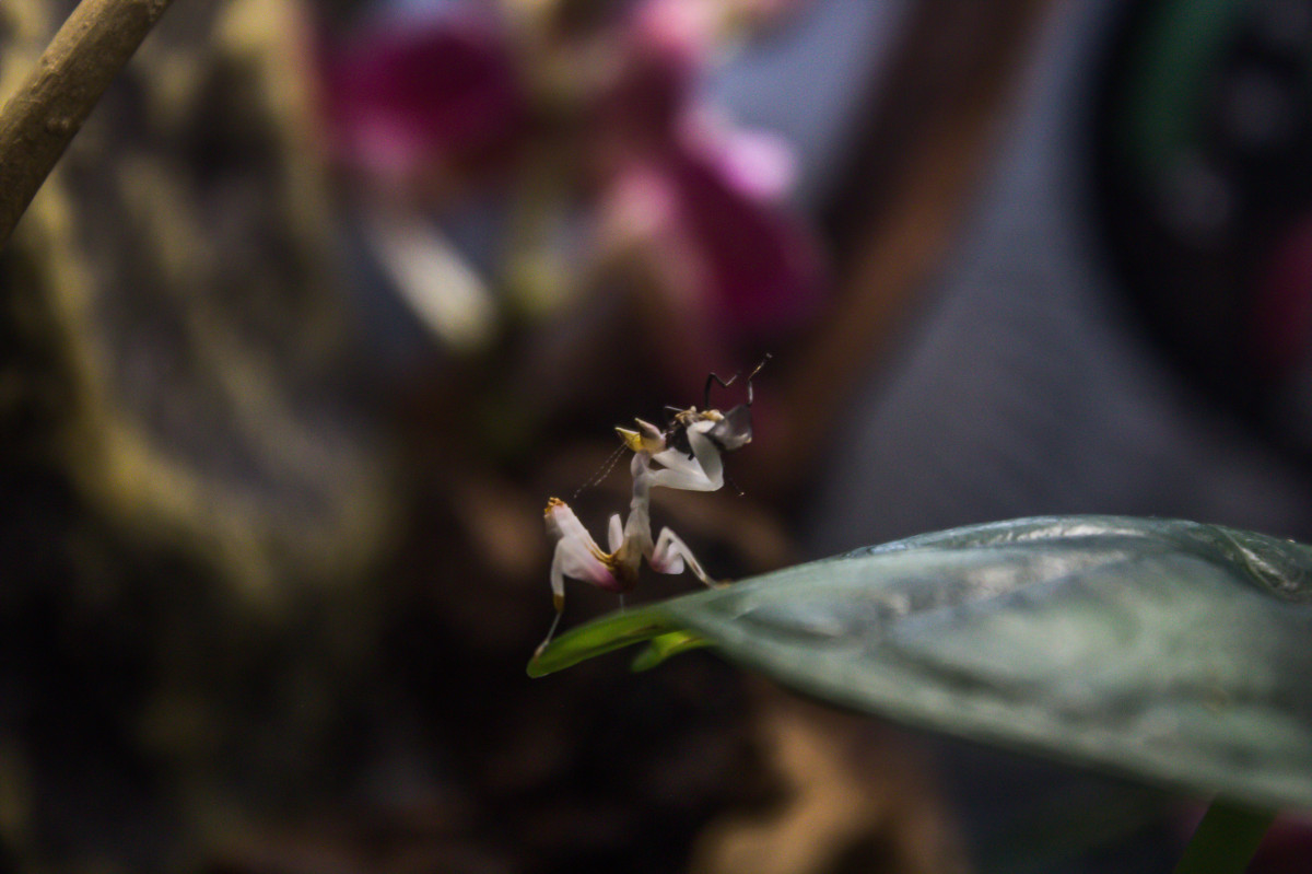 Hymenopus Coronatus