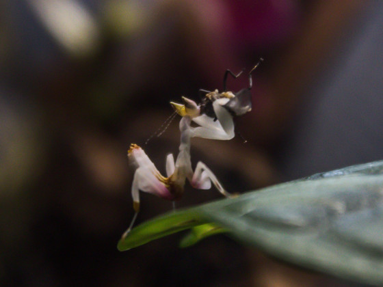 Hymenopus Coronatus