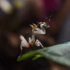 Hymenopus Coronatus