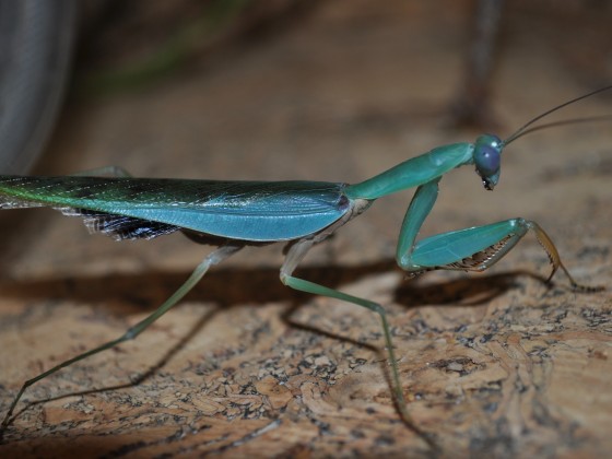 Prohierodula laticollis Männchen