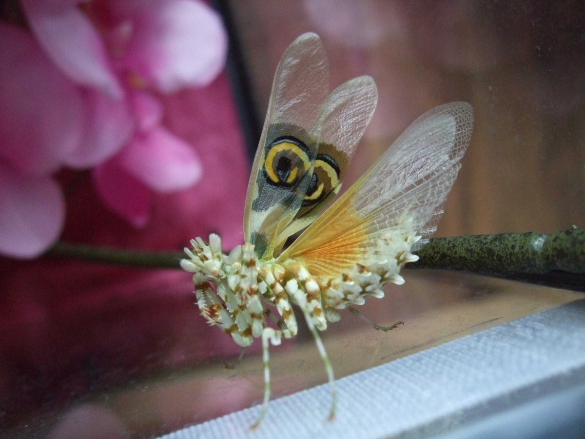 Drohverhalten Pseudocreobotra Wahlbergii Männchen