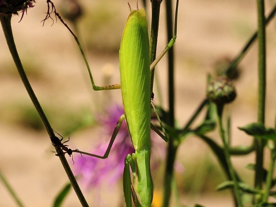 Mantis religiosa