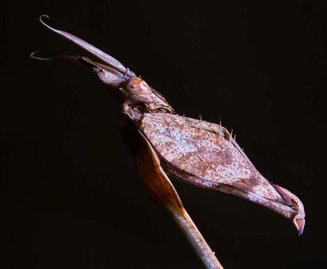 Gongylus Gongylodes Male