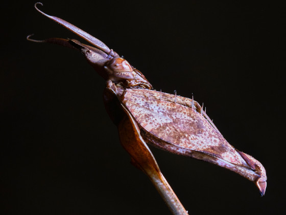 Gongylus Gongylodes Male