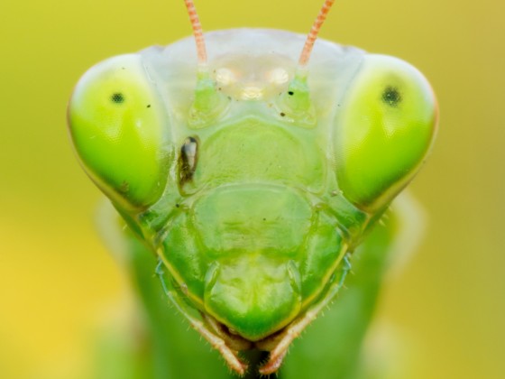 Mantis religiosa