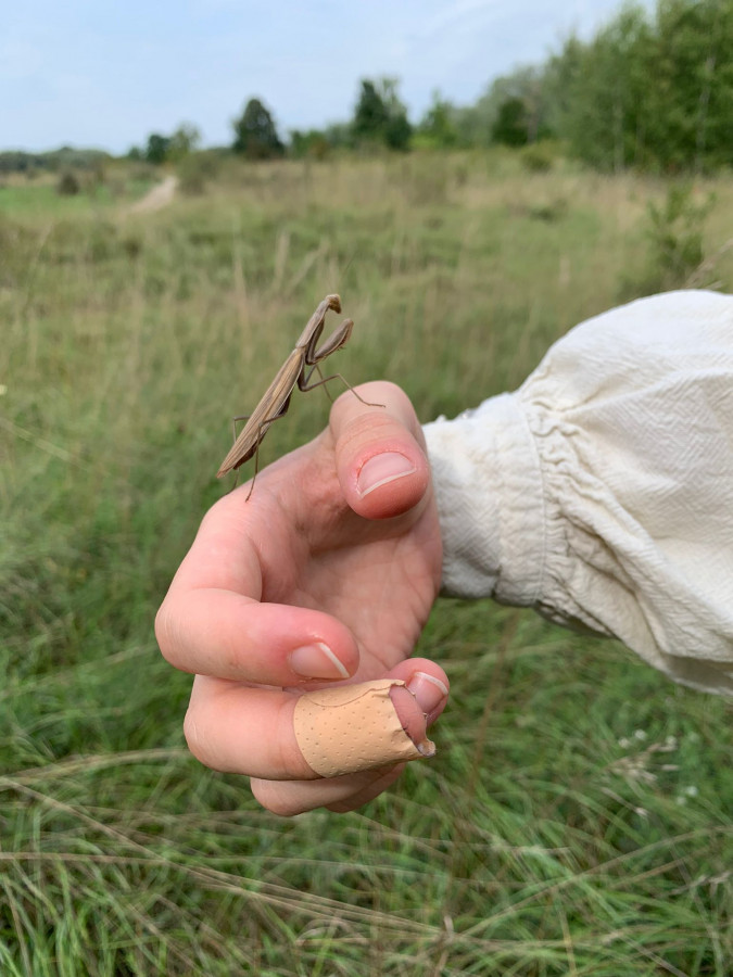 Mantis Religiosa Braun