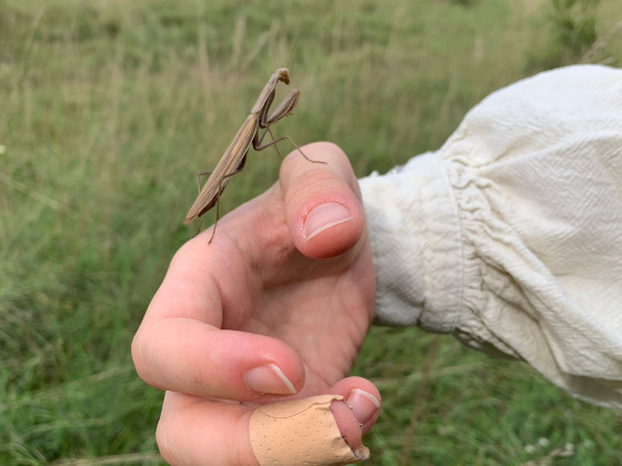 Mantis Religiosa Braun