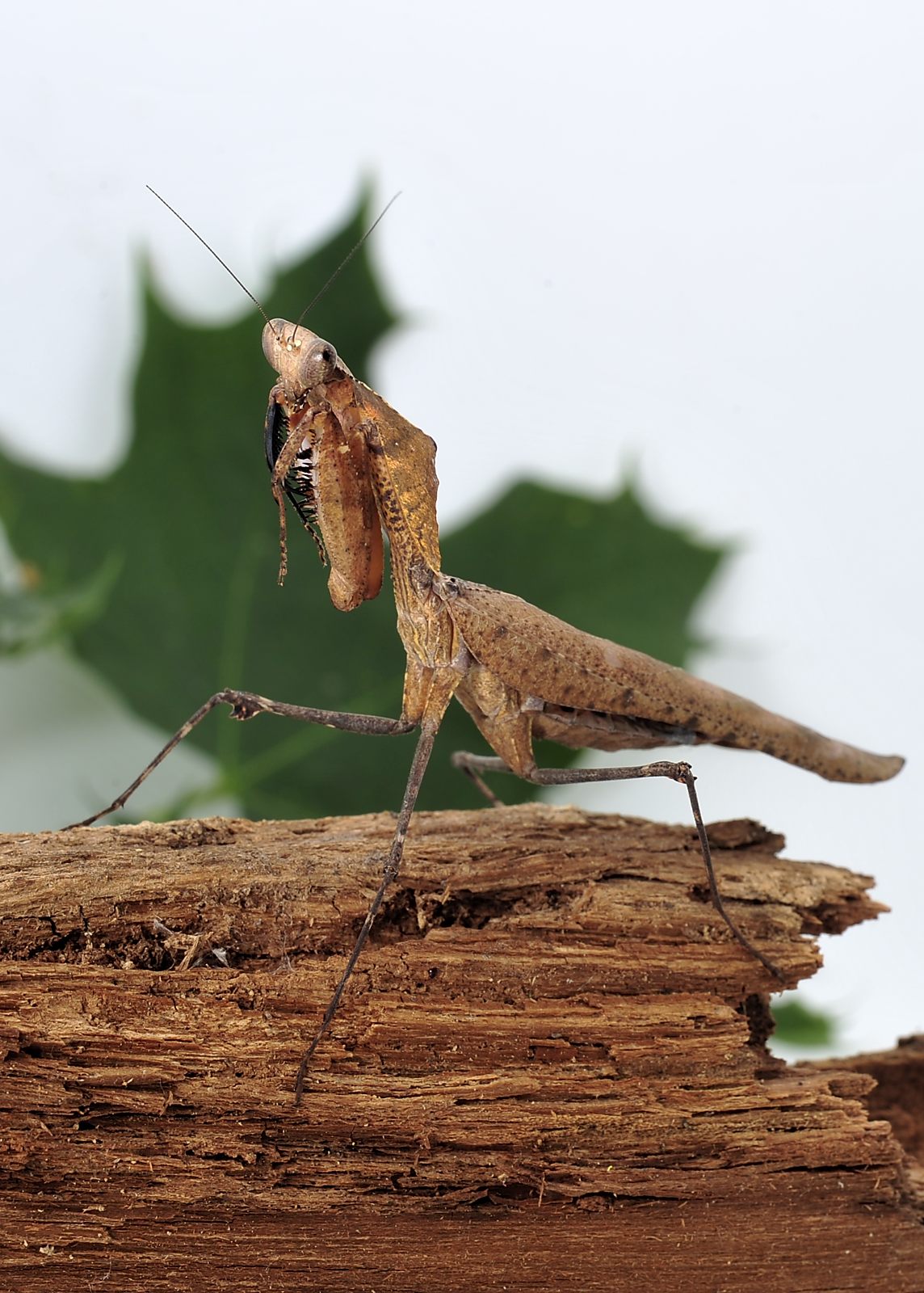 Deroplatys desiccata