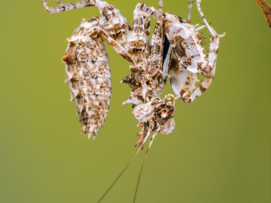 Ceratomantis saussurii 1.0