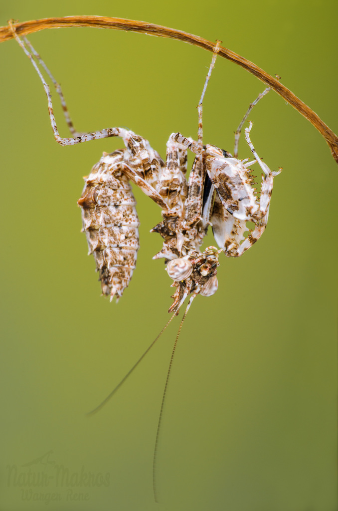 Ceratomantis saussurii 1.0