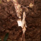 Idolomantis Diabolica 2 Tage nach Adulthäutung