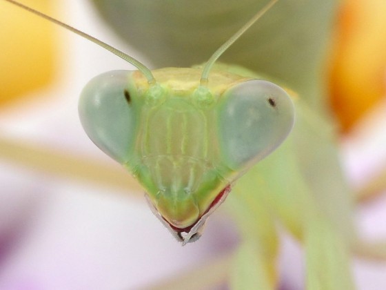 Sphodromantis lineola