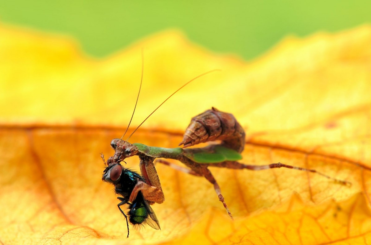 Acromantis formosana