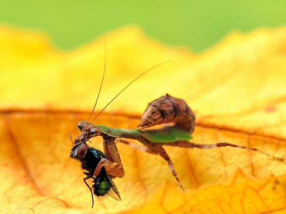 Acromantis formosana