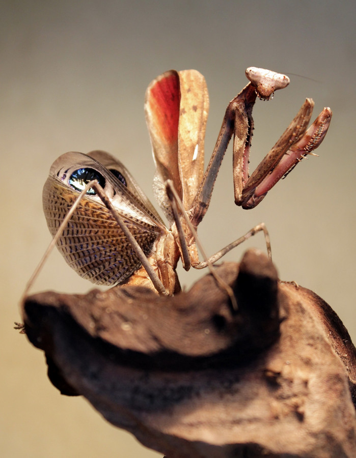 Pseudempusa Pinnapavonis