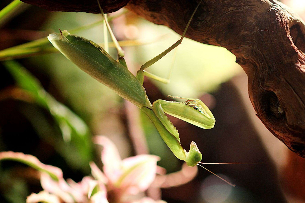 Hierodula quinquepatellata