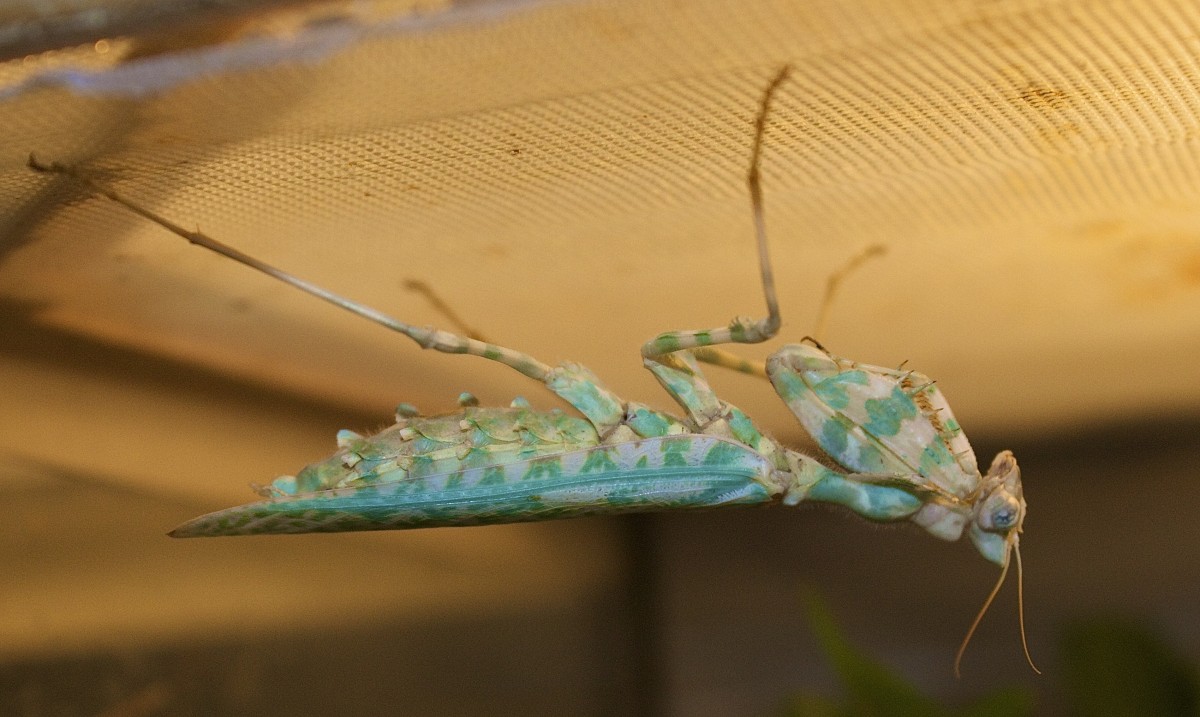 Blepharopsis mendica