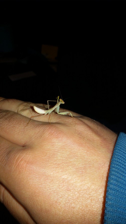 Sphodromantis Gastrica putzt sich