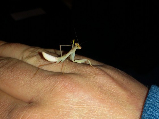 Sphodromantis Gastrica putzt sich