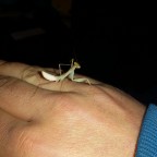 Sphodromantis Gastrica putzt sich