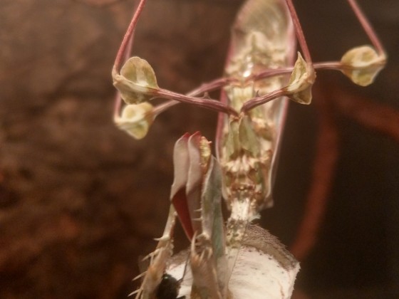 Idolomantis Diabolica mit Fliege 5 Tage nach Adulthäutung