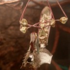 Idolomantis Diabolica mit Fliege 5 Tage nach Adulthäutung