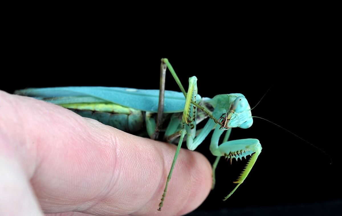 Hierodula patellifera