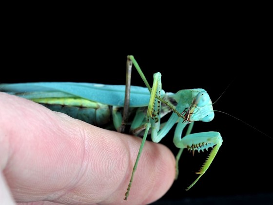 Hierodula patellifera