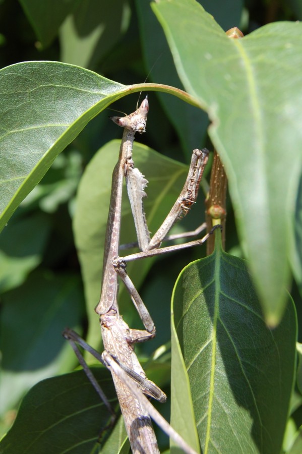 Heterochaeta orientalis