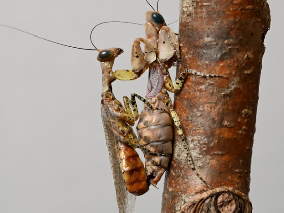 Tarachodula pantherina