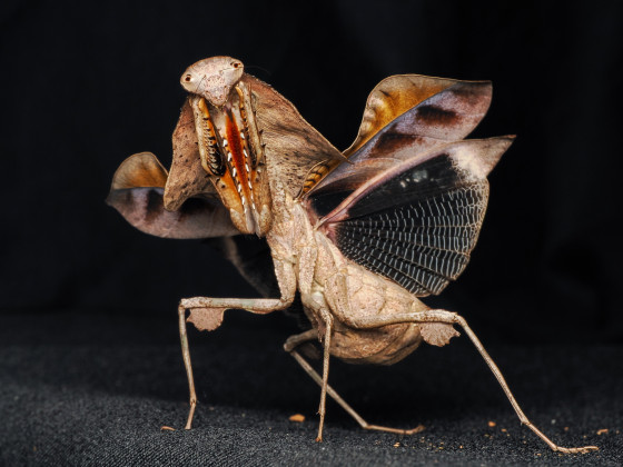 Deroplatys Lobata Weibchen adult