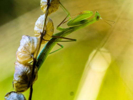 Mantis religiosa