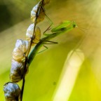 Mantis religiosa