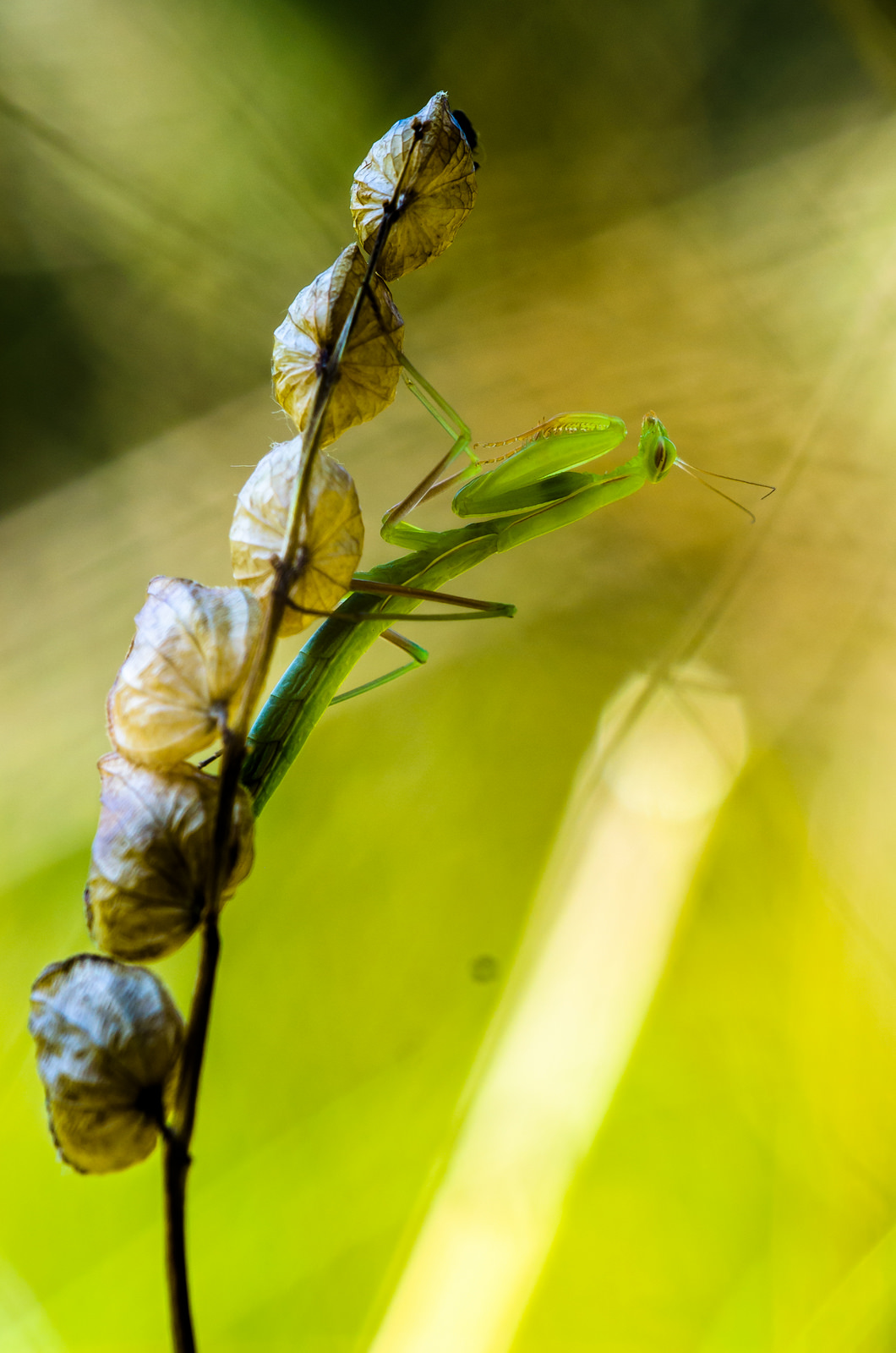 Mantis religiosa