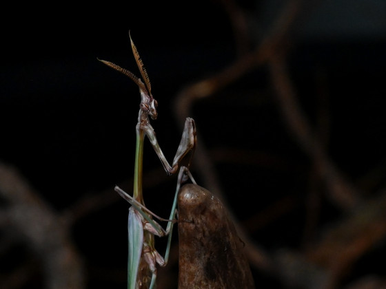 Empusa fasciata