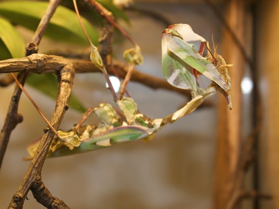 Idolomantis diabolica