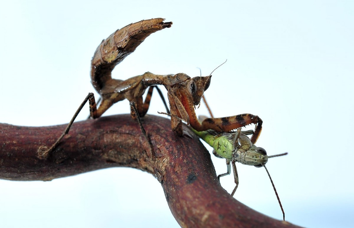 Decimiana bolivari