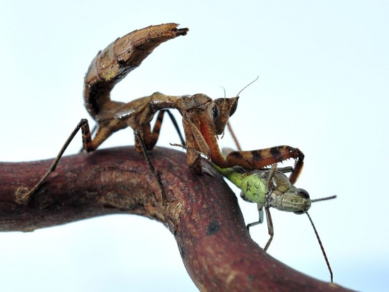 Decimiana bolivari