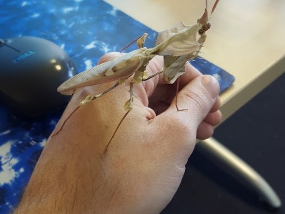 Idolomantis